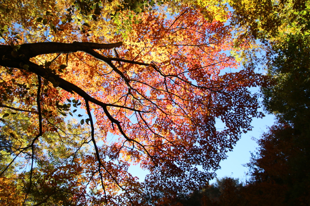 長野紅葉2