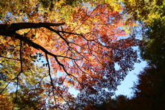 長野紅葉2
