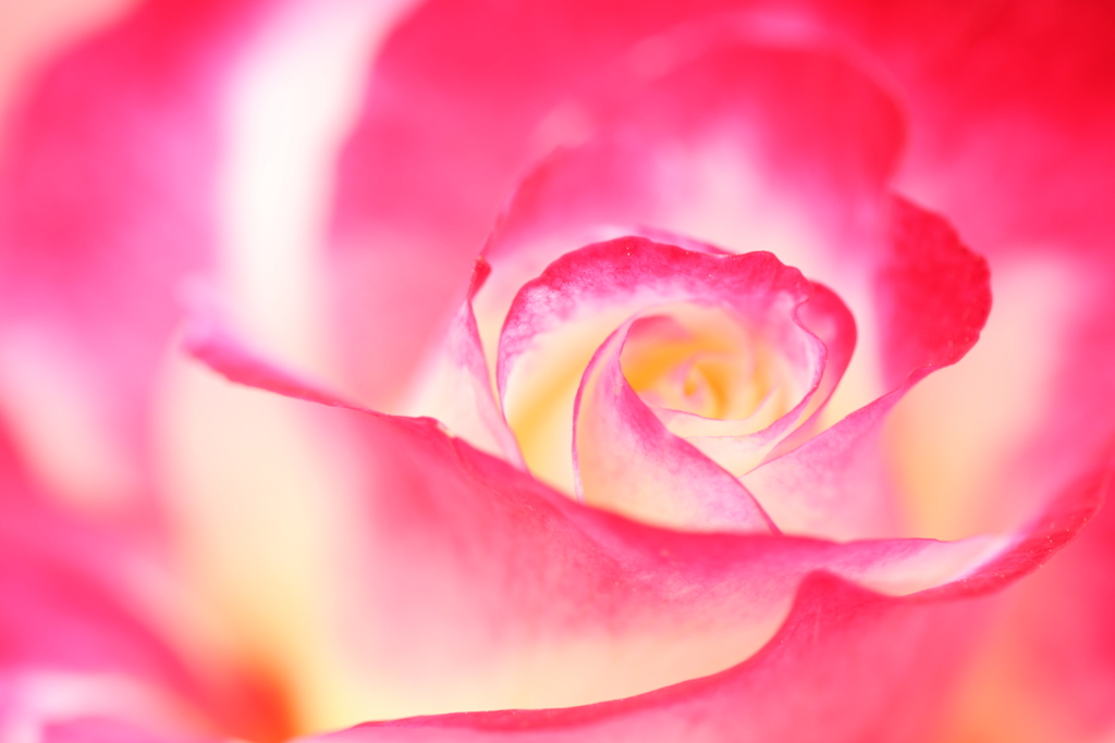 薔薇の渦　
