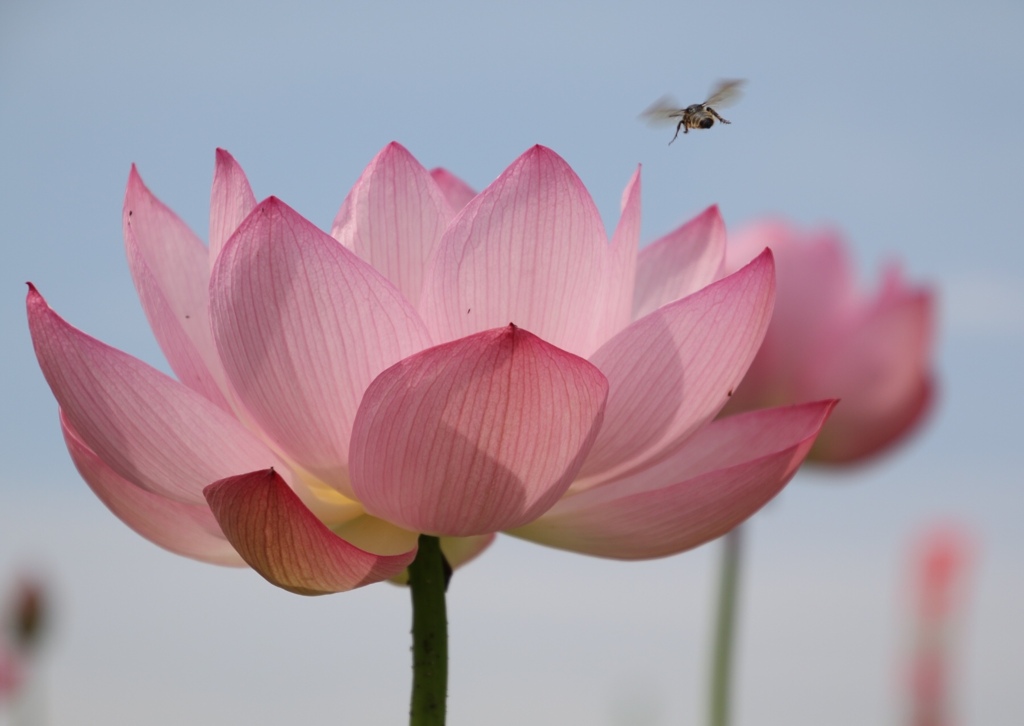 蜂の羽ばたき
