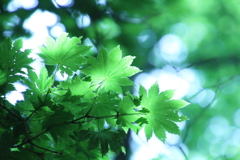 梅雨の狭間ヒカリ