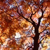 晩秋の紅葉