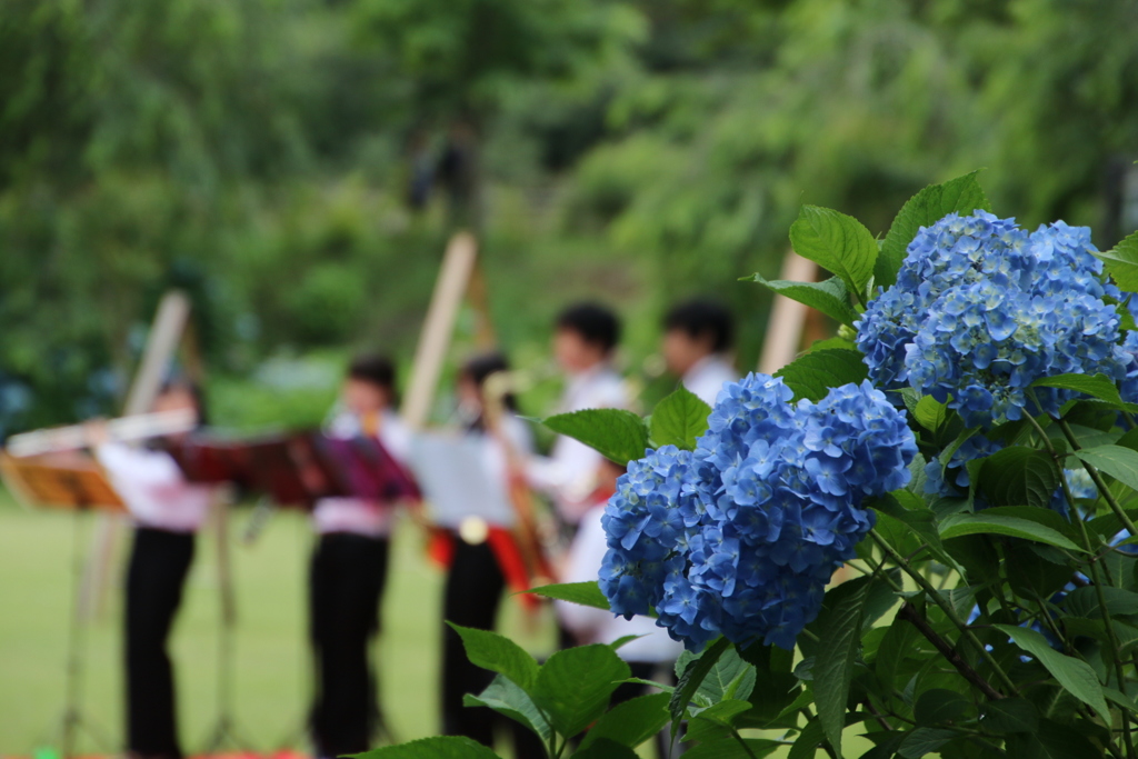 奏でる紫陽花