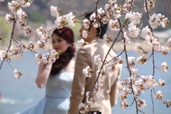 桜越しのハネムーン