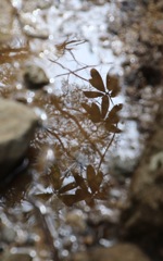 水溜りの世界