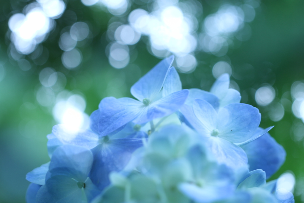 森の中の紫陽花