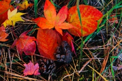 色づく紅葉