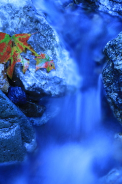 清流の紅葉