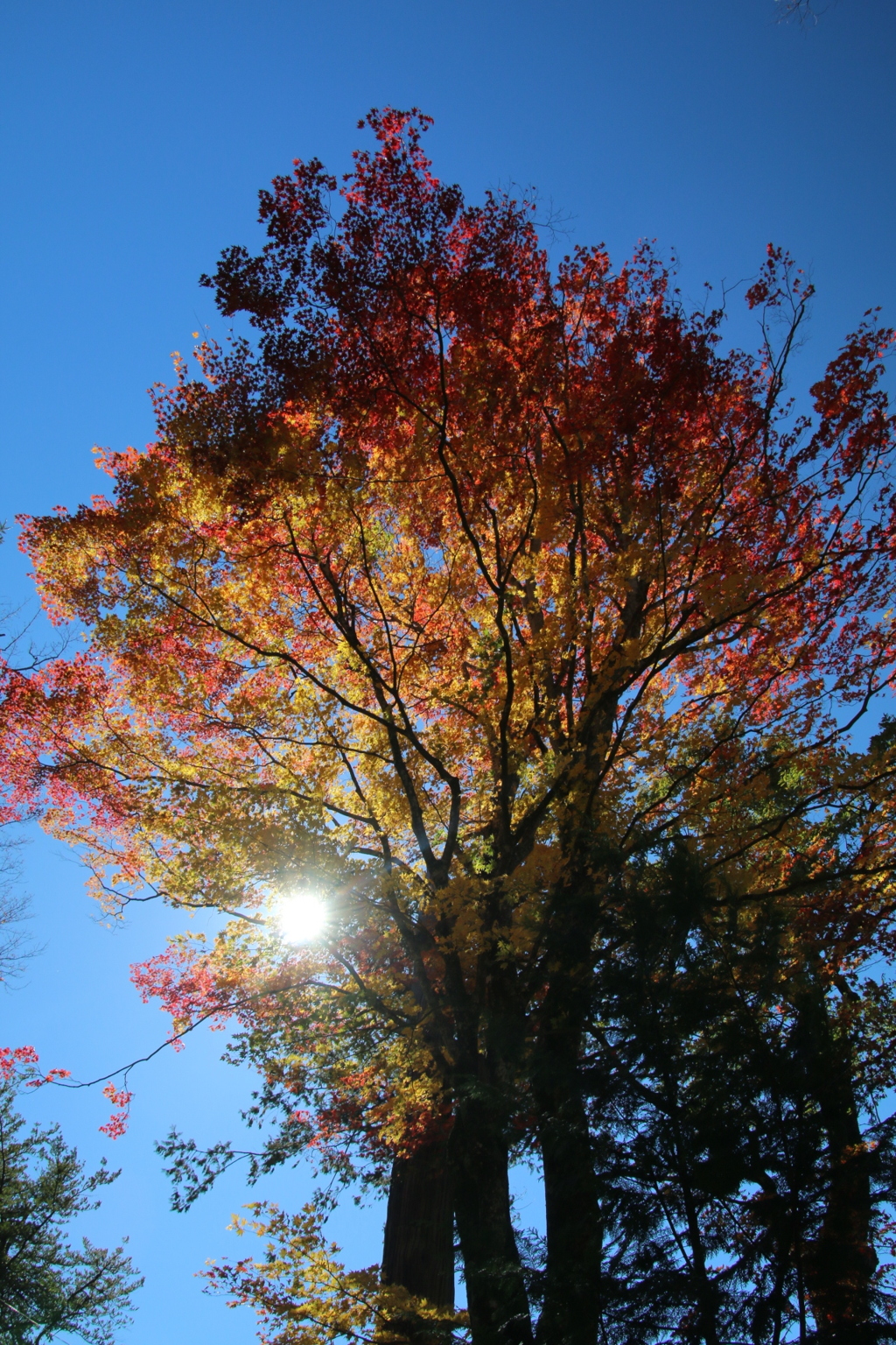 長野紅葉