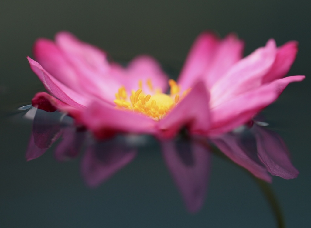 浮かぶ花びら