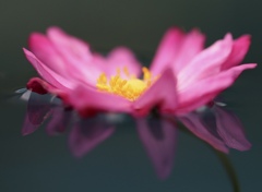 浮かぶ花びら