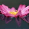 浮かぶ花びら