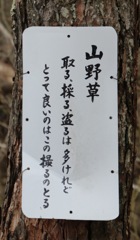 山野草　たしかに！！