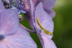 そろりそろりのカマキリ