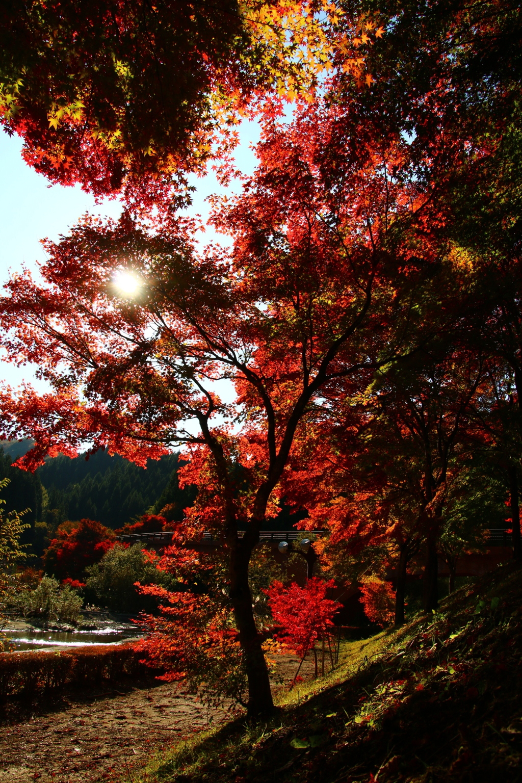 燃ゆる紅葉