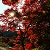 燃ゆる紅葉