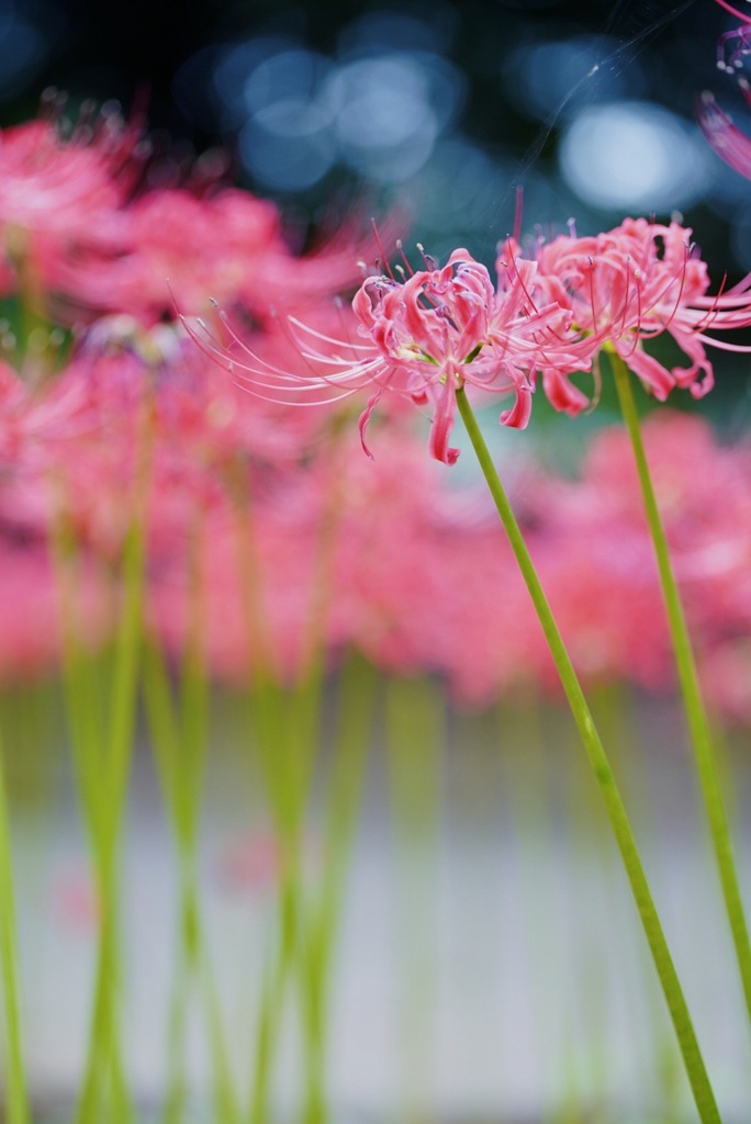 曼珠沙華②