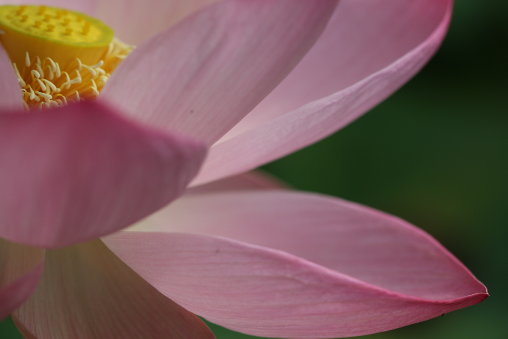 花びらの美しさ！
