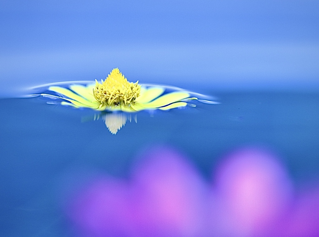 浮かぶ花びら 2