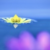 浮かぶ花びら 2