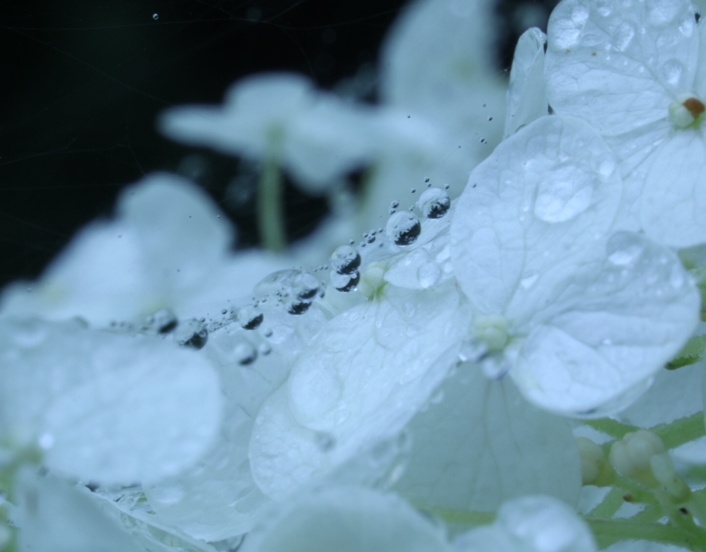 雫付き紫陽花