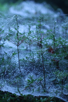 蜘蛛の巣の森