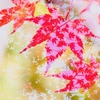 紅葉模様のもみじ