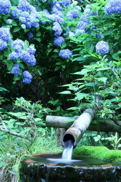 水辺に紫陽花  2