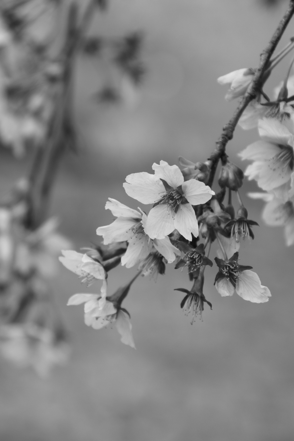 お悔やみの桜