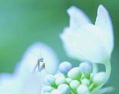 カマキリ君の遊び場