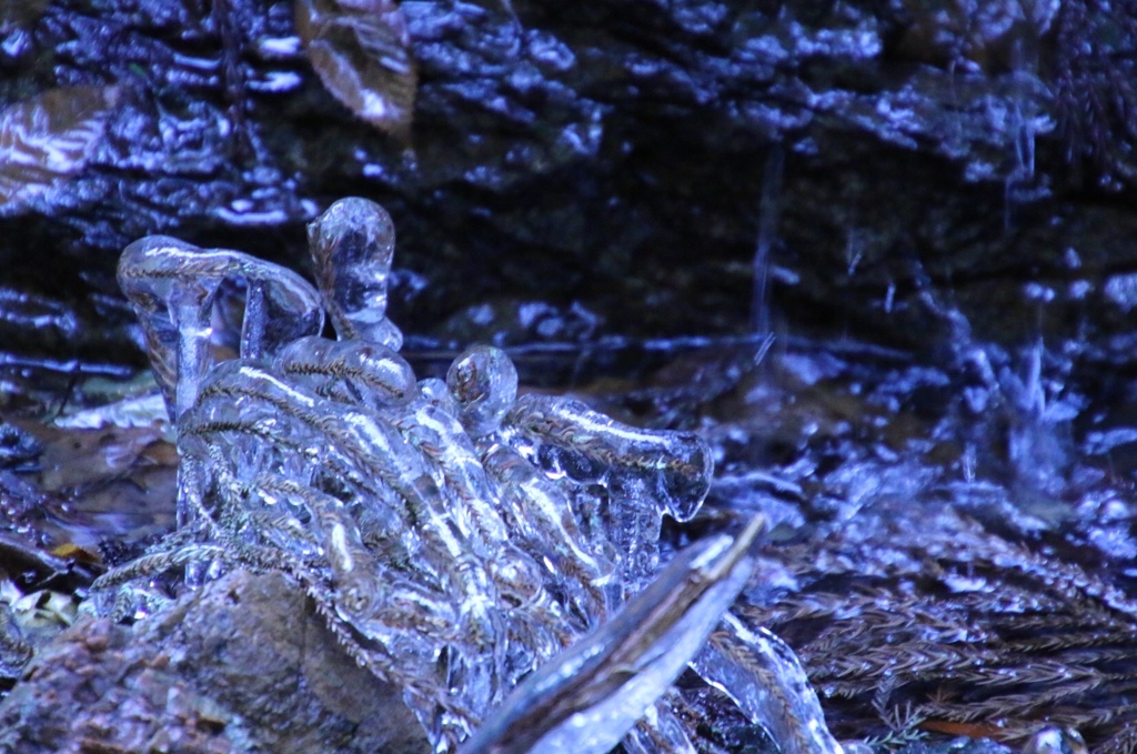 氷る杉の落ち葉