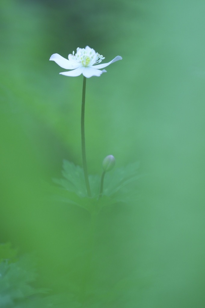 新緑の花