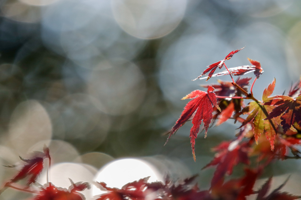 20201207125137__MG_5759