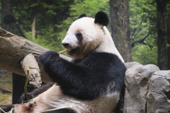 ジャイアントパンダ見納め？