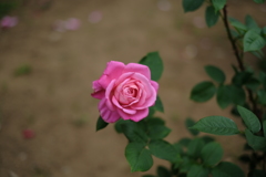 薔薇
