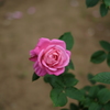 薔薇