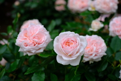 薔薇