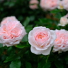 薔薇
