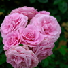 花束