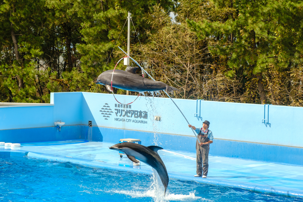 イルカショー