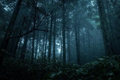 森の中へ~Enter the misty forest~