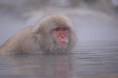 入浴中のサル＠野猿公苑