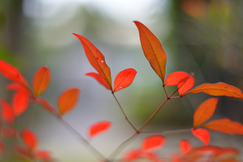 三月の紅葉