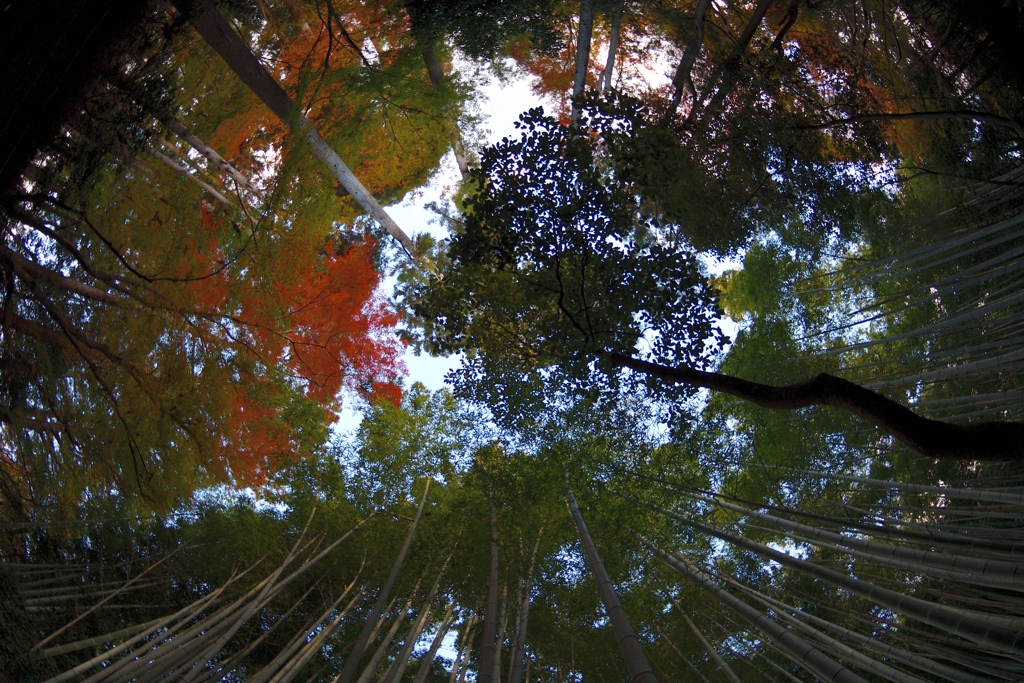 竹林の空