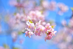 2022年初の桜