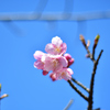 青空にうかぶサクラ