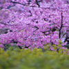 いつものプールの前は桜満開です