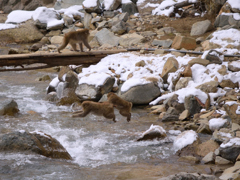 野猿公苑のサルたち