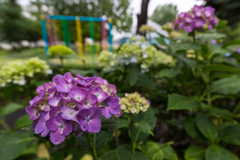 雨上がりの紫陽花