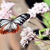見納めの蝶